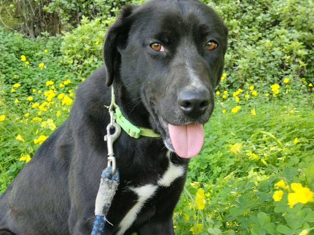 Adozione cane, femmina, Labrador Retriever Razza sconosciuta, 1 anno, taglia media, Varese