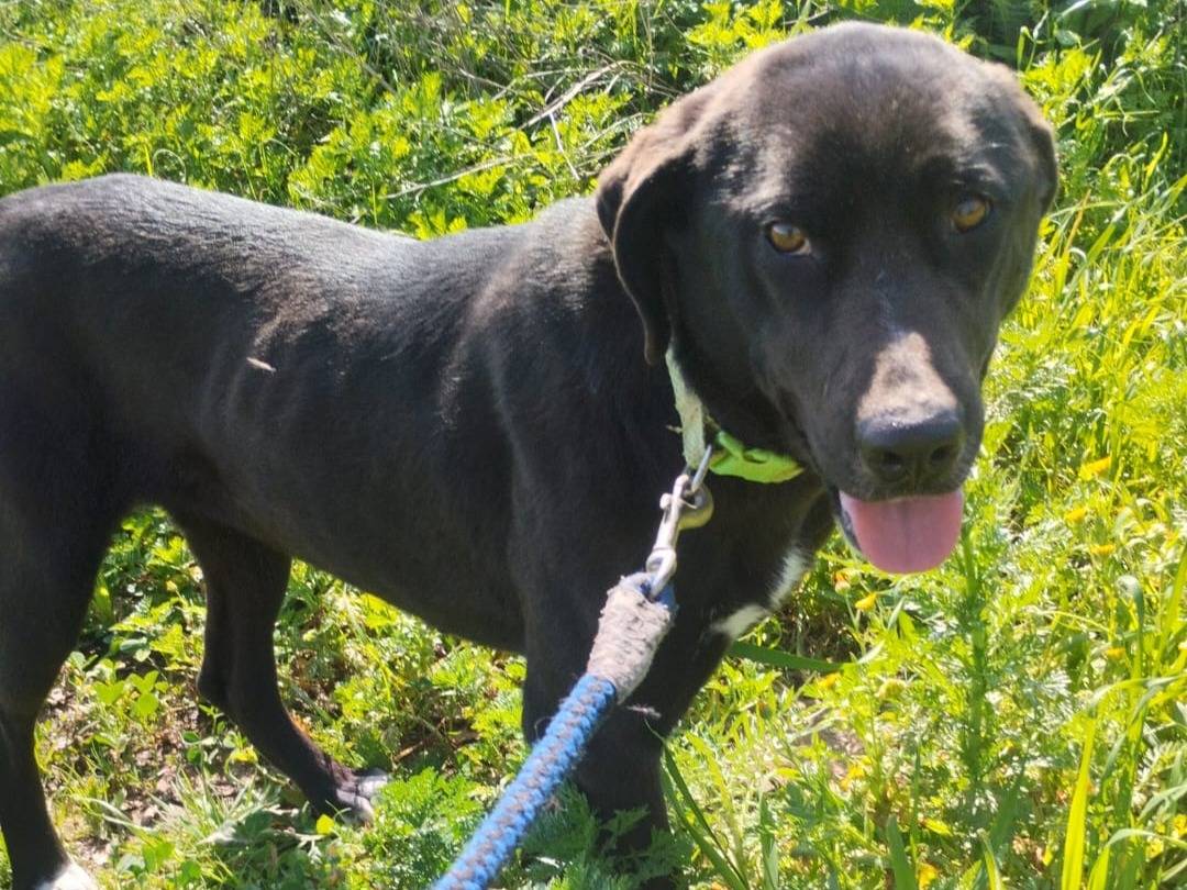 Adotta un cane, femmina, 1 anno, Varese