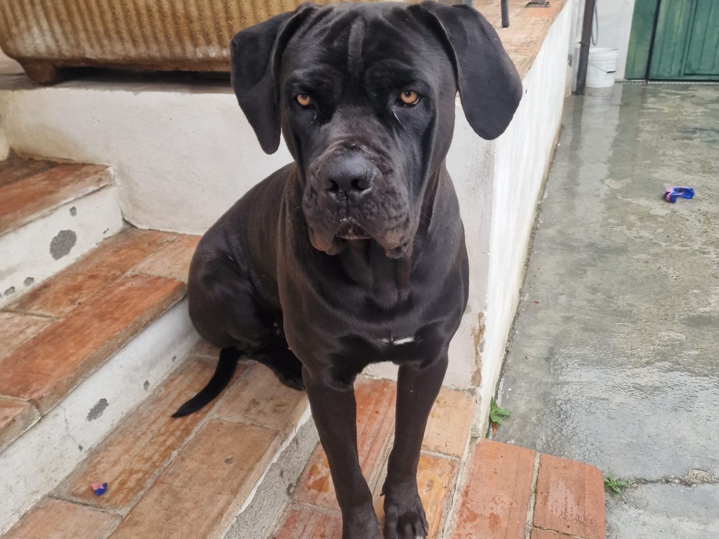 Adozione cane, maschio, Corso Razza sconosciuta, 1 anno e 11 mesi, taglia gigante, Piacenza