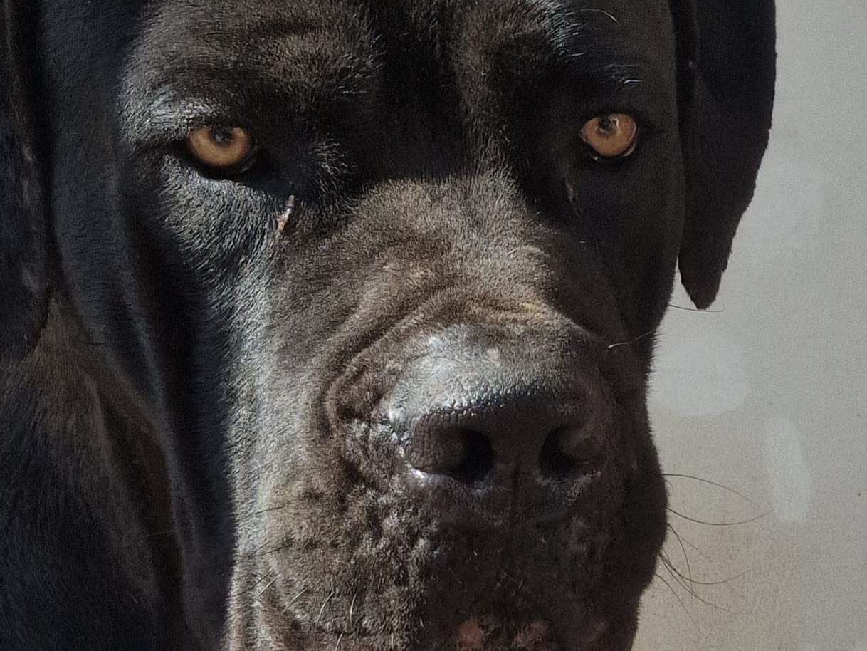 Adotta un cane, maschio, 1 anno e 11 mesi, Piacenza