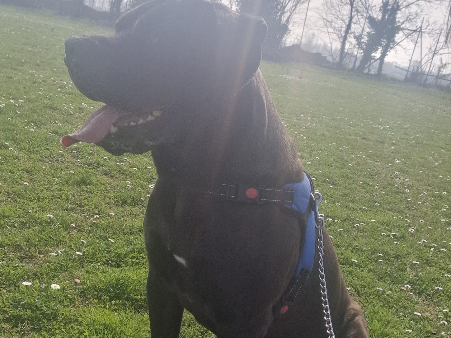 Adotta un cane, taglia gigante, maschio, Piacenza