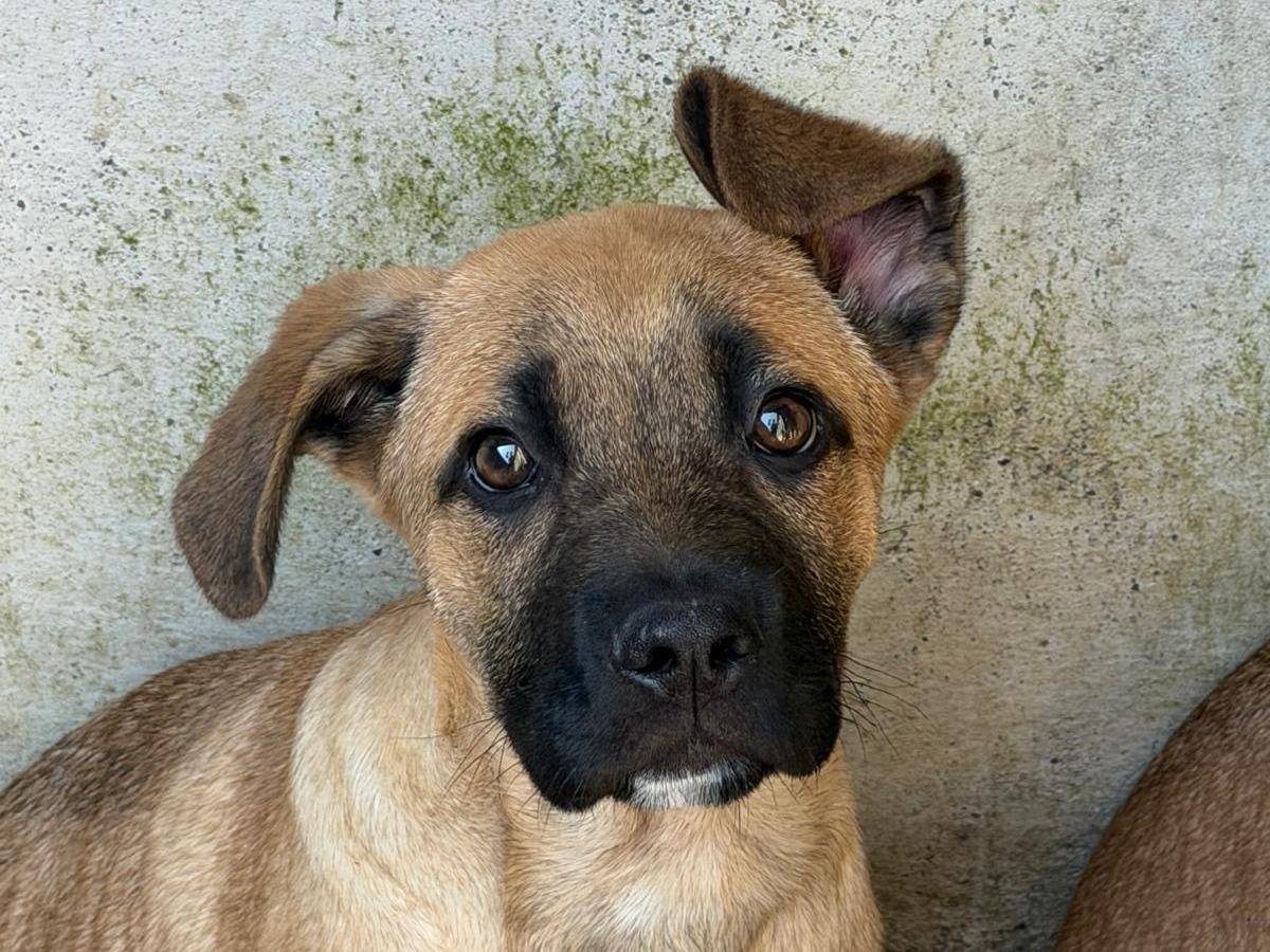 Adozione cane, femmina, Pastore tedesco Razza sconosciuta, 3 mesi, taglia grande, Crotone