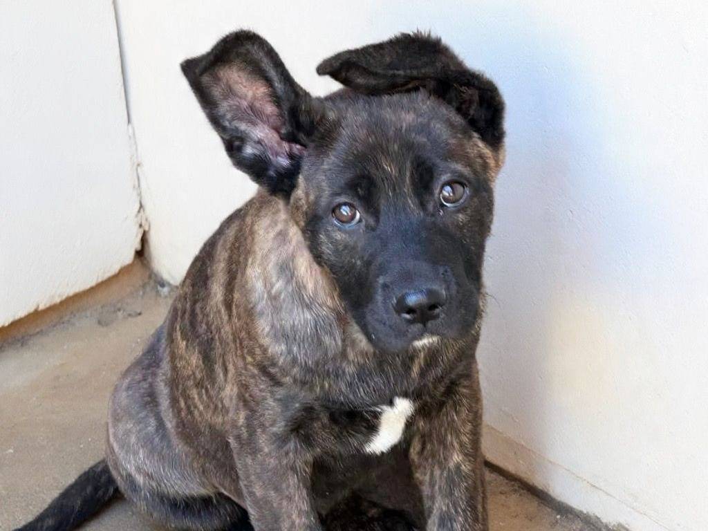 Adozione cane, femmina, Razza sconosciuta Razza sconosciuta, 3 mesi, taglia grande, Crotone