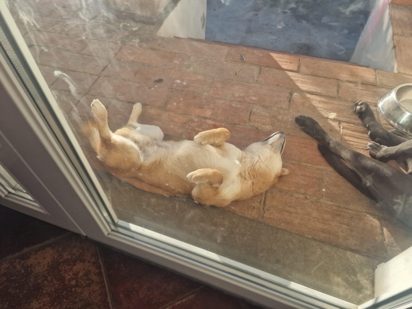 Vuoi adottare un cane a Piacenza?