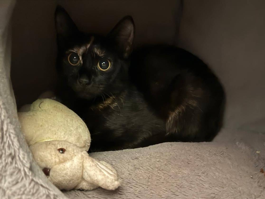 Adozione gatto, femmina, Razza sconosciuta Razza sconosciuta, 5 mesi, taglia non valida, Roma