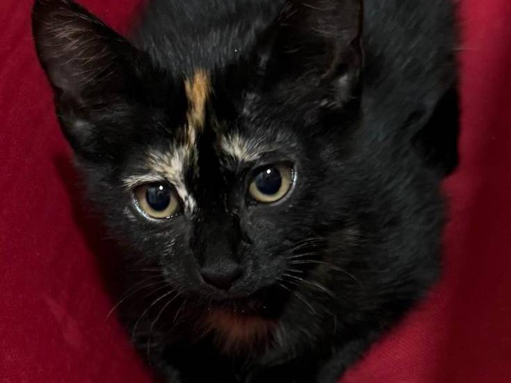Adotta un gatto, femmina, 5 mesi, Roma