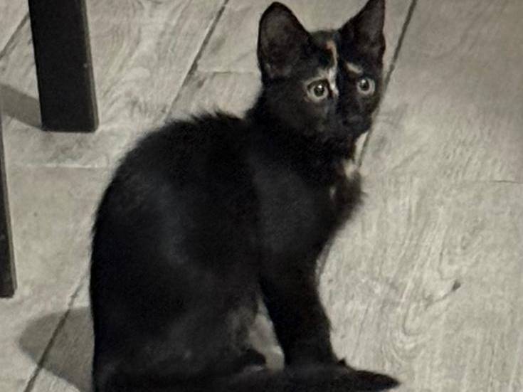 Adotta un gatto, taglia non valida, femmina, Roma