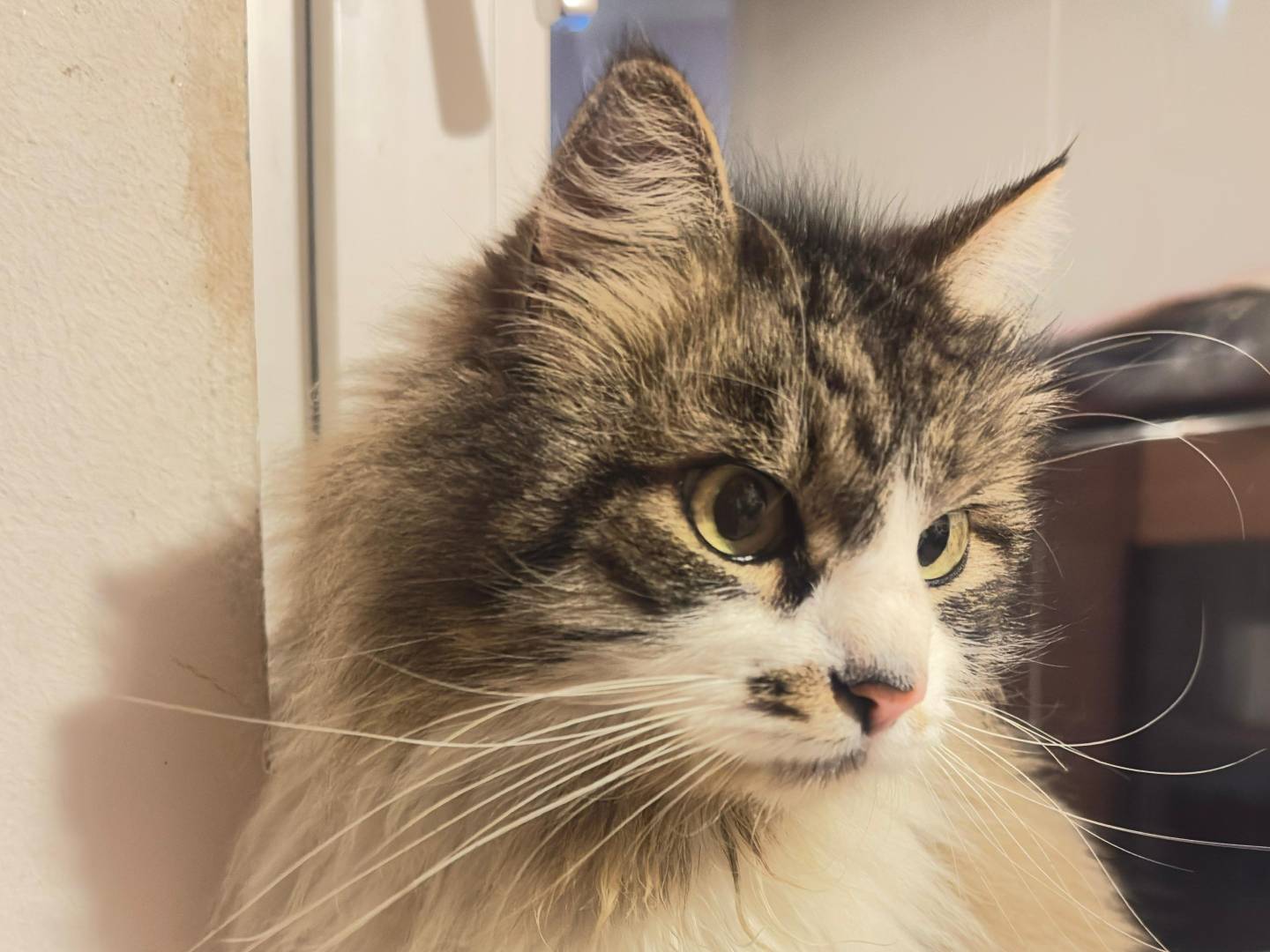 Adozione gatto, femmina, Razza sconosciuta Razza sconosciuta, 5 anni e 4 mesi, taglia non valida, Viterbo