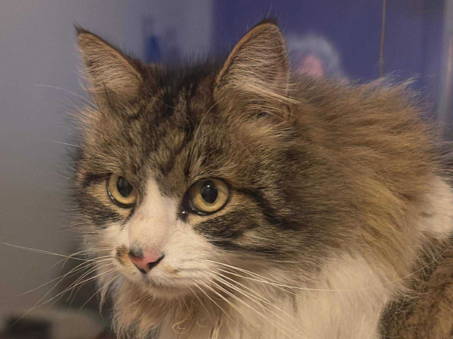 Adotta un gatto, femmina, 5 anni e 4 mesi, Viterbo