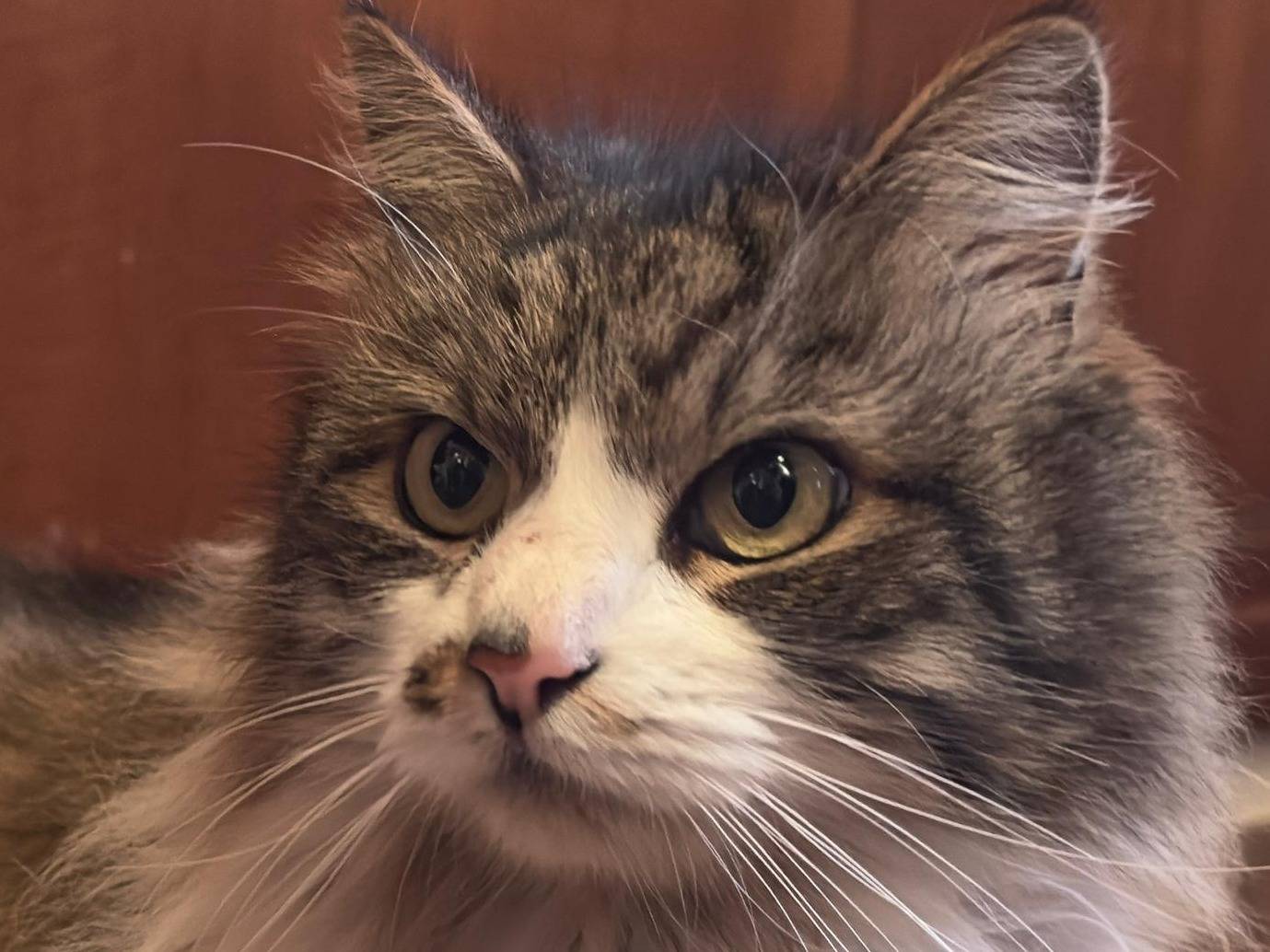 Adotta un gatto, taglia non valida, femmina, Viterbo