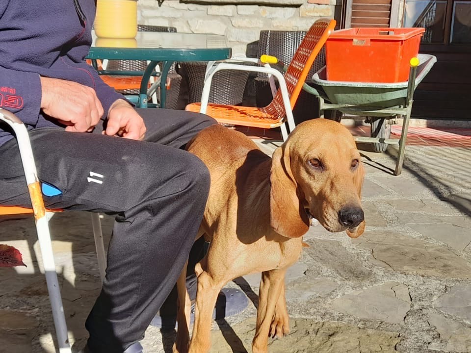 Adozione cane, maschio, Razza sconosciuta Razza sconosciuta, 3 anni e 9 mesi, taglia media, Piacenza