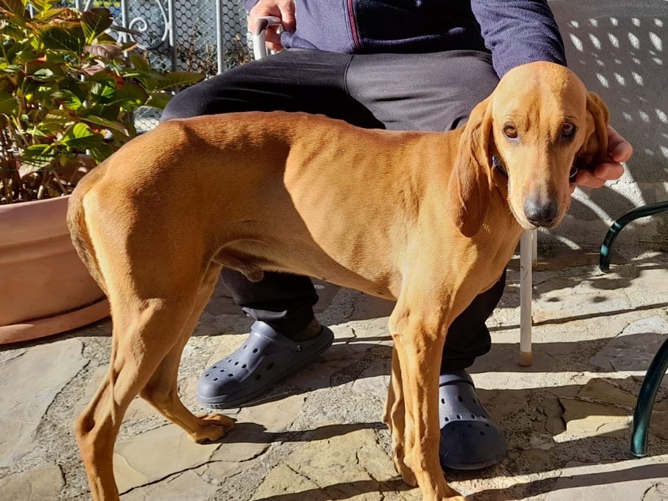 Adotta un cane, maschio, 3 anni e 9 mesi, Piacenza