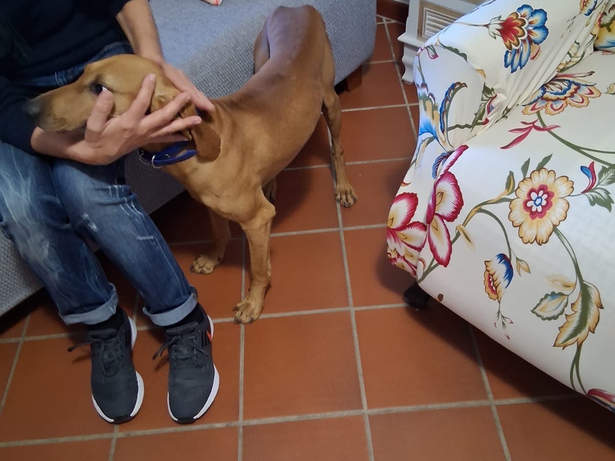 Adotta un cane, taglia media, maschio, Piacenza