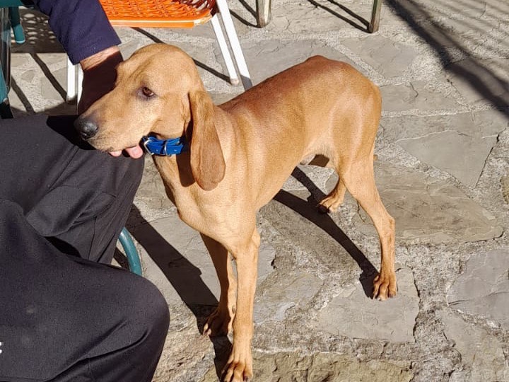 Adotta il cane Edo a Piacenza