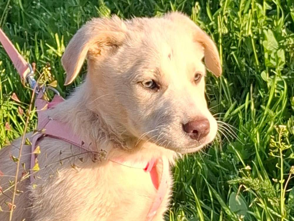 Adozione cane, femmina, Amstaff Razza sconosciuta, 2 mesi, taglia media, Alessandria