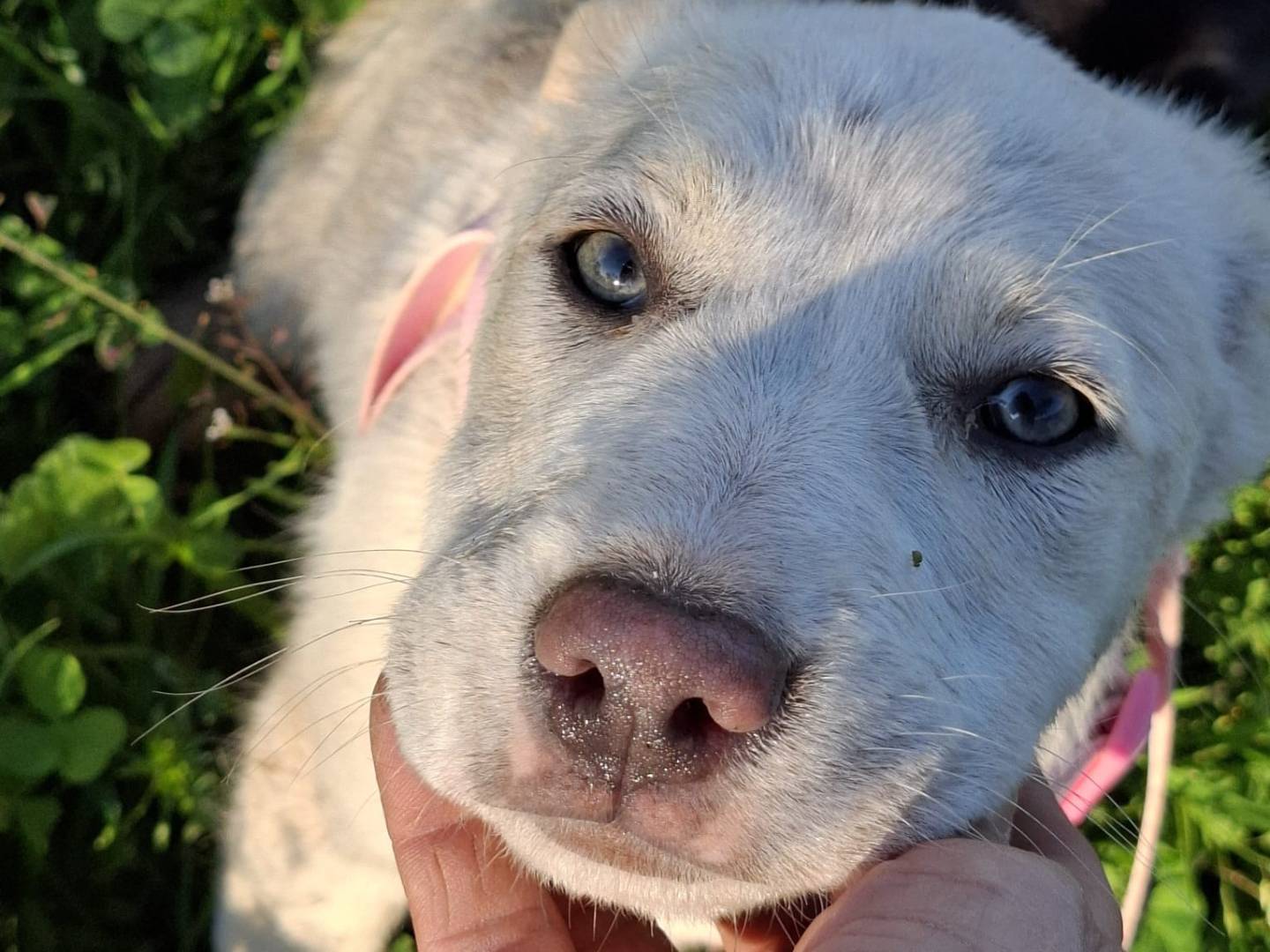 Adotta un cane, taglia media, femmina, Alessandria