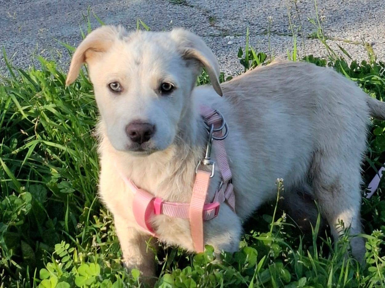 Vuoi adottare un cane a Alessandria?