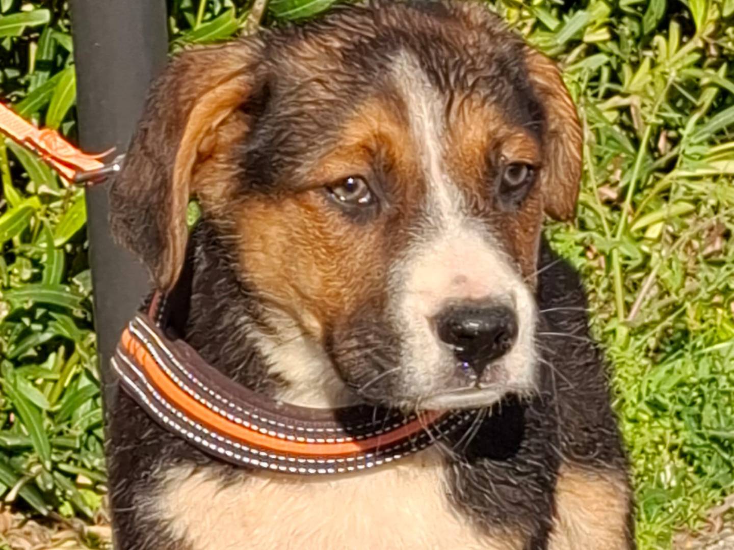 Adozione cane, maschio, Razza sconosciuta Razza sconosciuta, 2 mesi, taglia media, Bologna