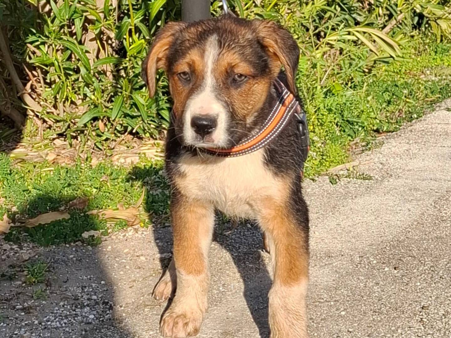 Adotta un cane, maschio, 2 mesi, Bologna