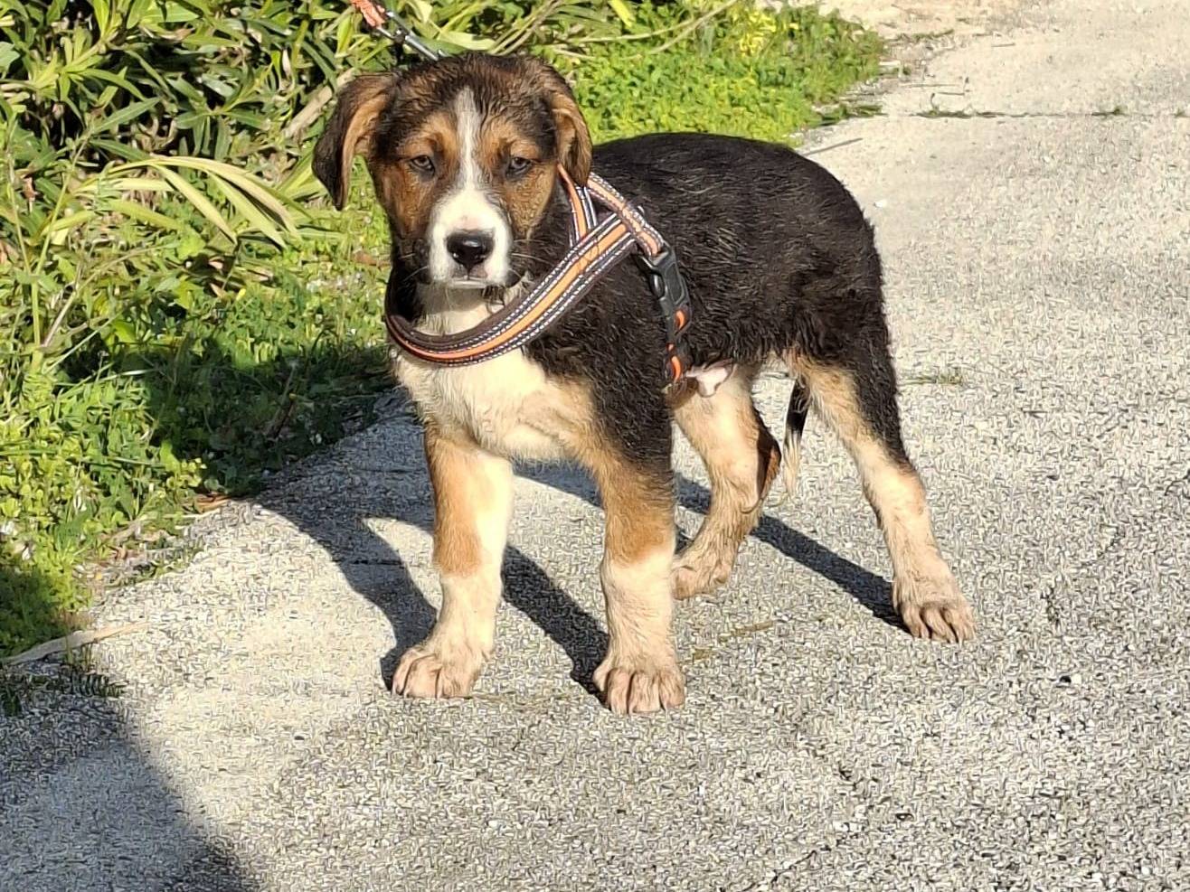 Adotta un cane, taglia media, maschio, Bologna