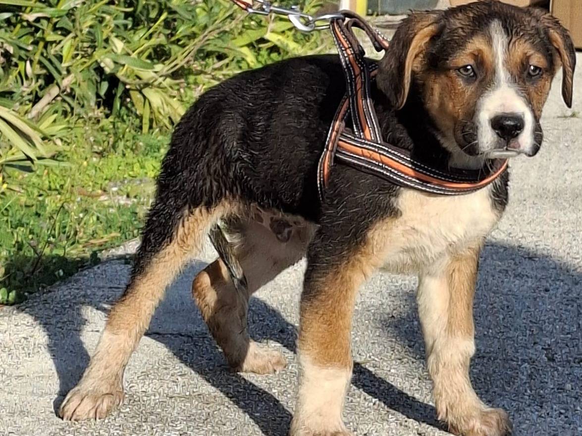 Vuoi adottare un cane a Bologna?