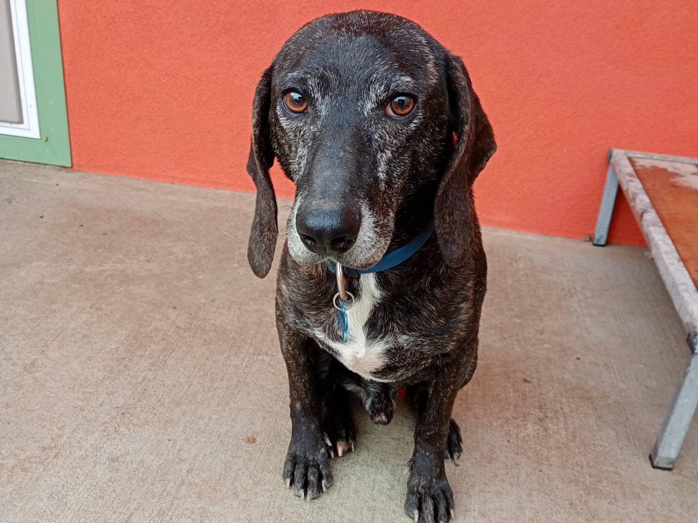 Adozione cane, maschio, Segugio Razza sconosciuta, 3 anni e 9 mesi, taglia media, Milano