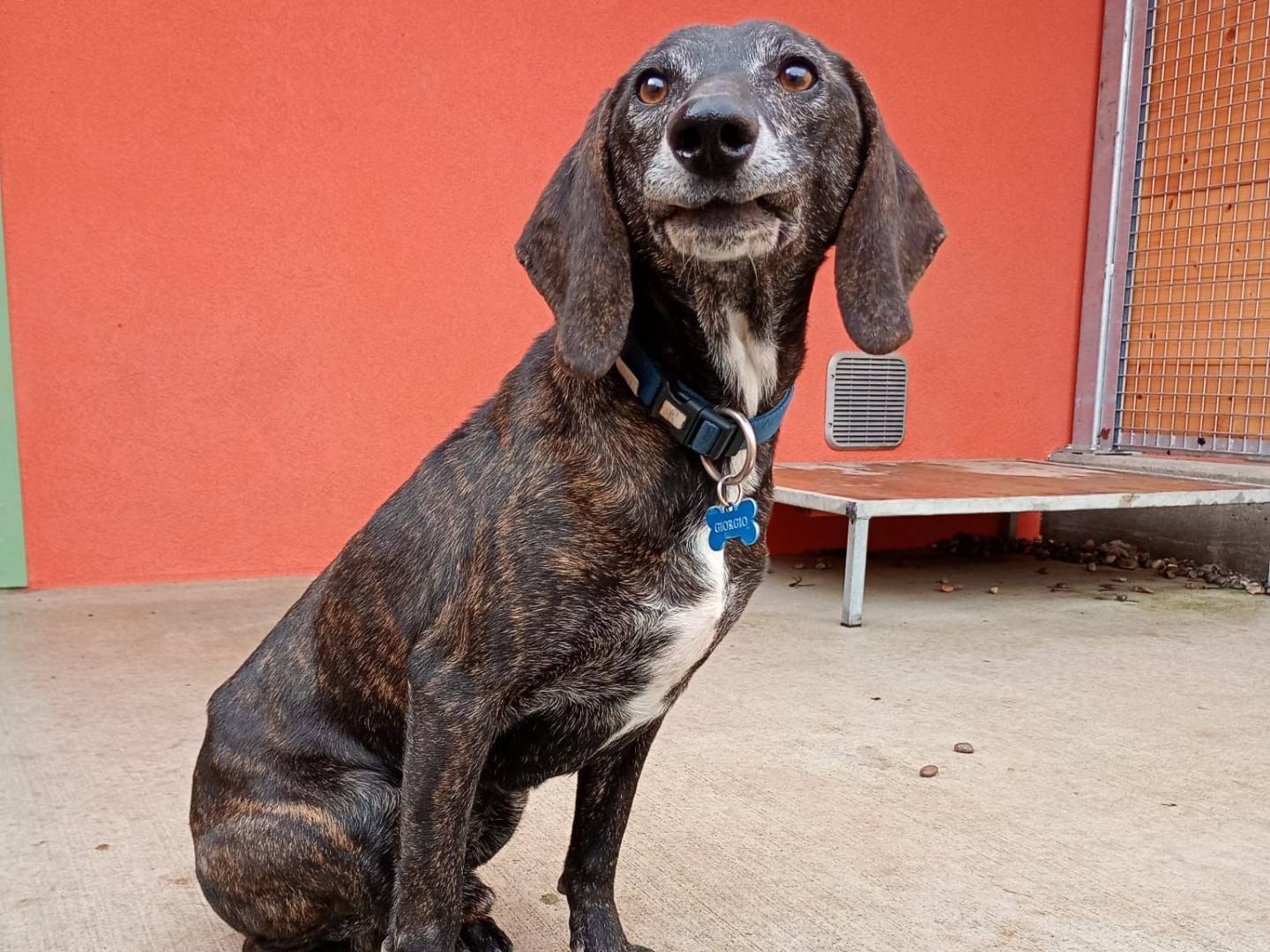 Adotta un cane, maschio, 3 anni e 9 mesi, Milano