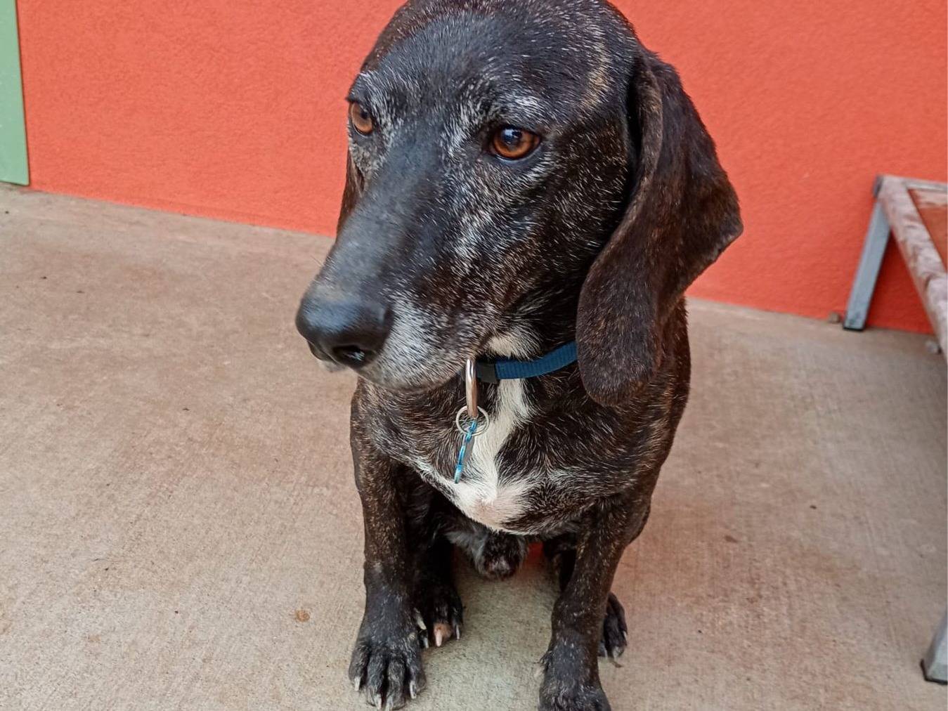 Adotta un cane, taglia media, maschio, Milano