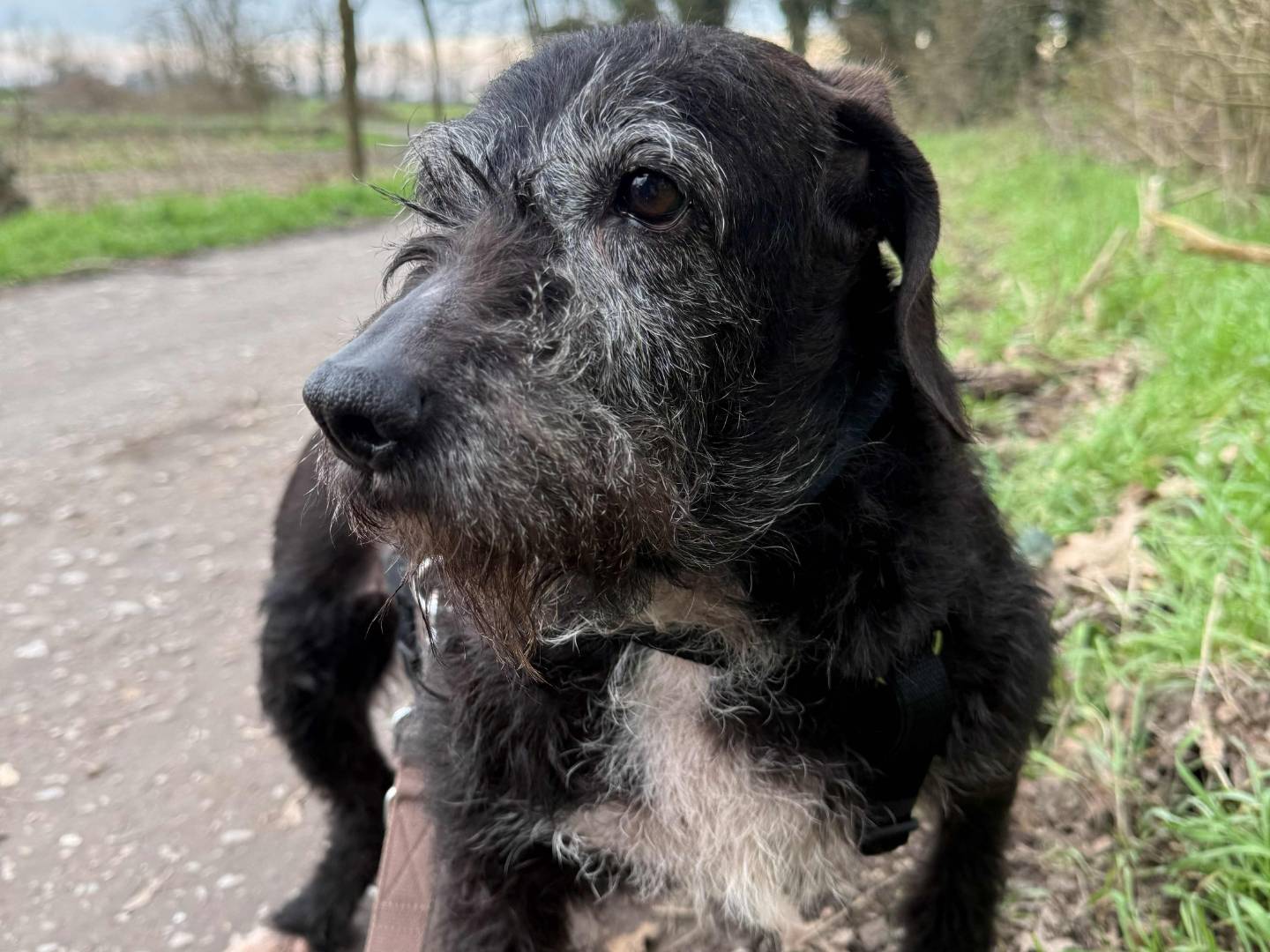 Adozione cane, femmina, Razza sconosciuta Razza sconosciuta, 10 anni e 4 mesi, taglia media, Milano