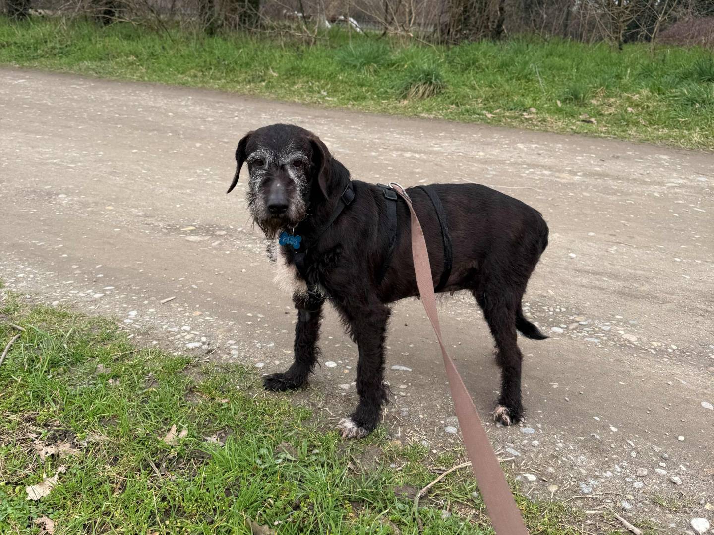 Adotta un cane, taglia media, femmina, Milano
