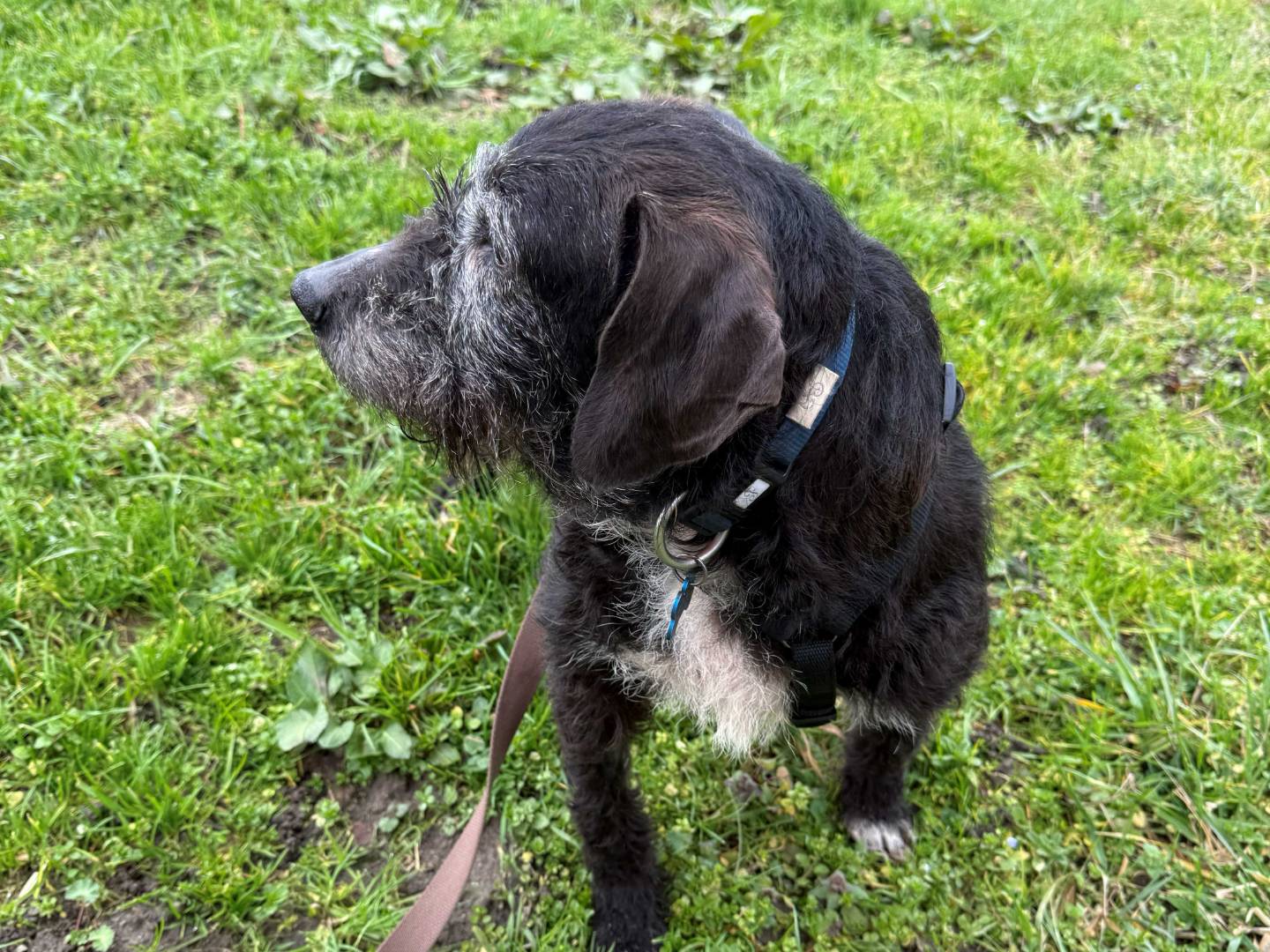 Vuoi adottare un cane a Milano?