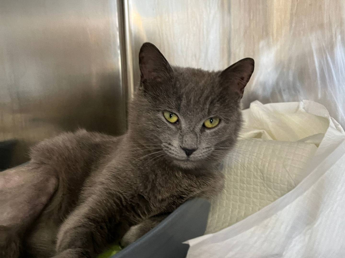 Adozione gatto, femmina, Razza sconosciuta Razza sconosciuta, 4 mesi, taglia non valida, Parma