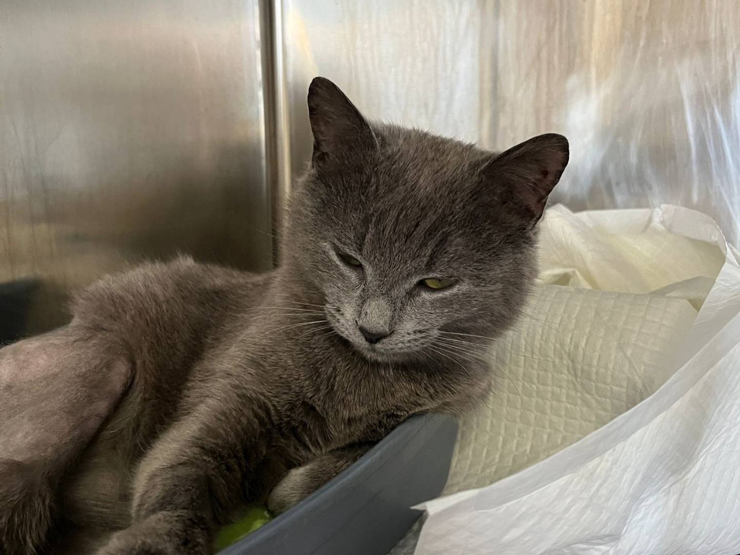 Adotta un gatto, femmina, 4 mesi, Parma