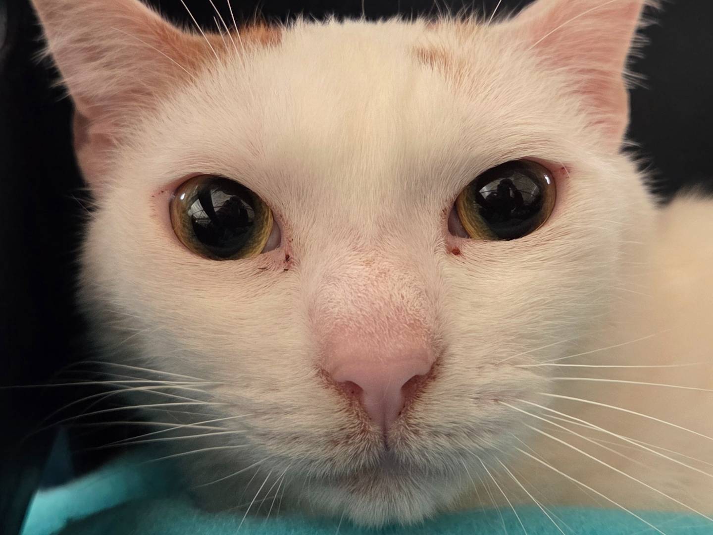 Adozione gatto, maschio, Razza sconosciuta Razza sconosciuta, 2 anni e 4 mesi, taglia non valida, Roma