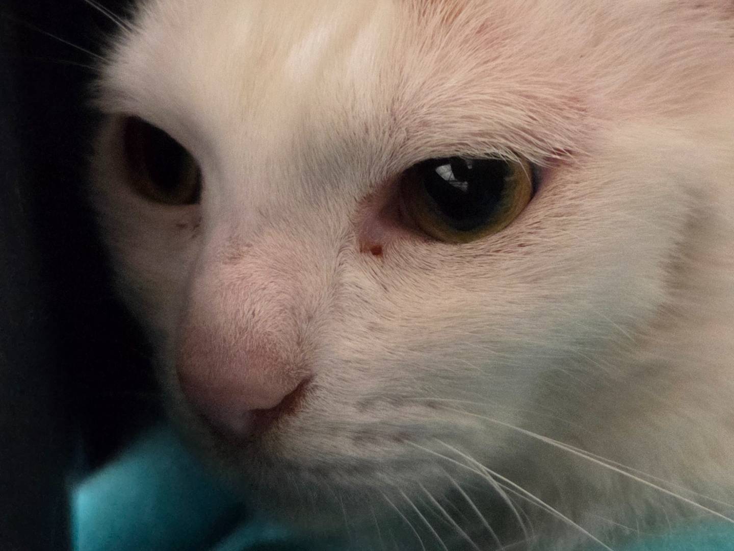 Adotta un gatto, maschio, 2 anni e 4 mesi, Roma