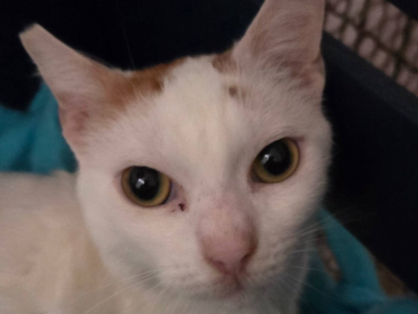 Adotta un gatto, taglia non valida, maschio, Roma