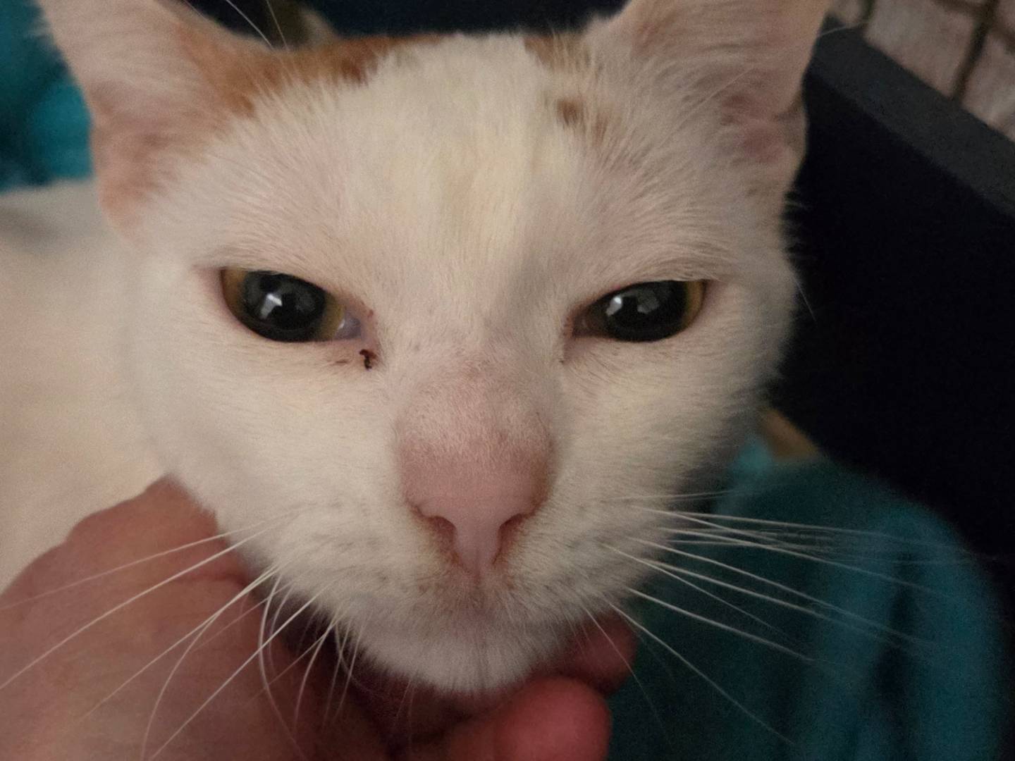 Vuoi adottare un gatto a Roma?