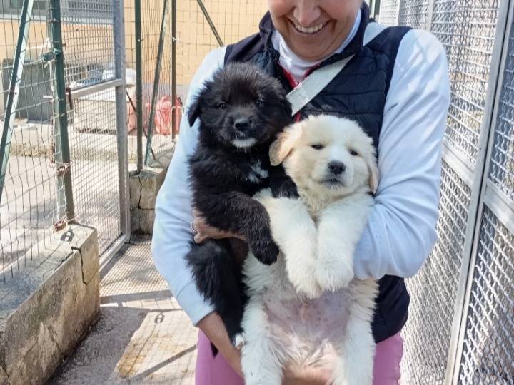 Adozione gatto, femmina, Razza sconosciuta Razza sconosciuta, 1 anno, taglia non valida, Avellino