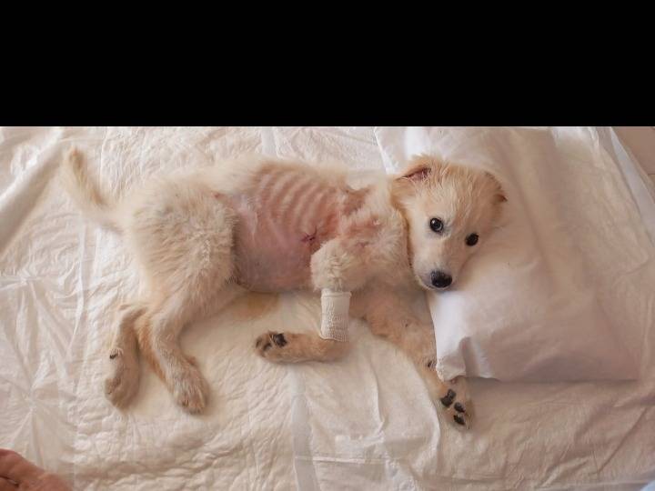 Adotta un gatto, femmina, 1 anno, Avellino