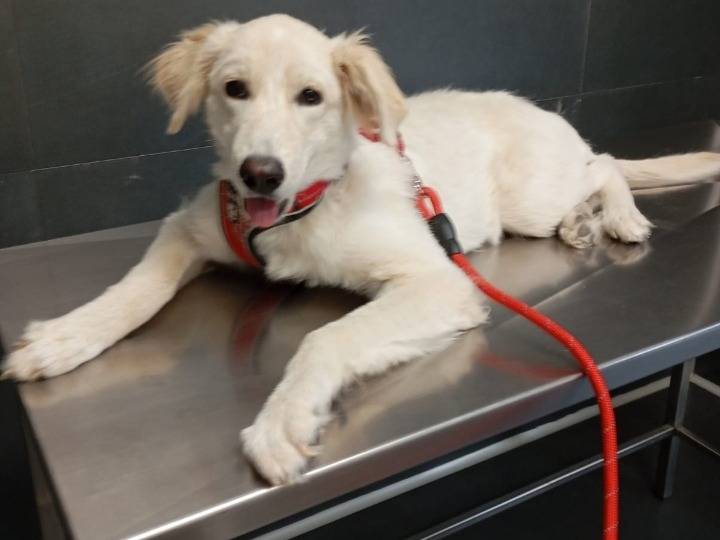 Adotta un gatto, taglia non valida, femmina, Avellino