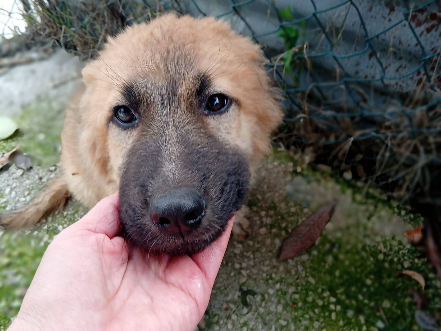 Adozione cane, maschio, Razza sconosciuta Razza sconosciuta, 3 mesi, taglia media, Frosinone