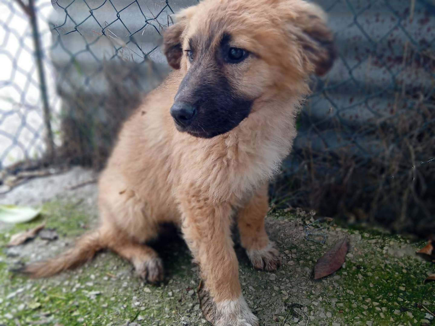 Adotta un cane, maschio, 3 mesi, Frosinone