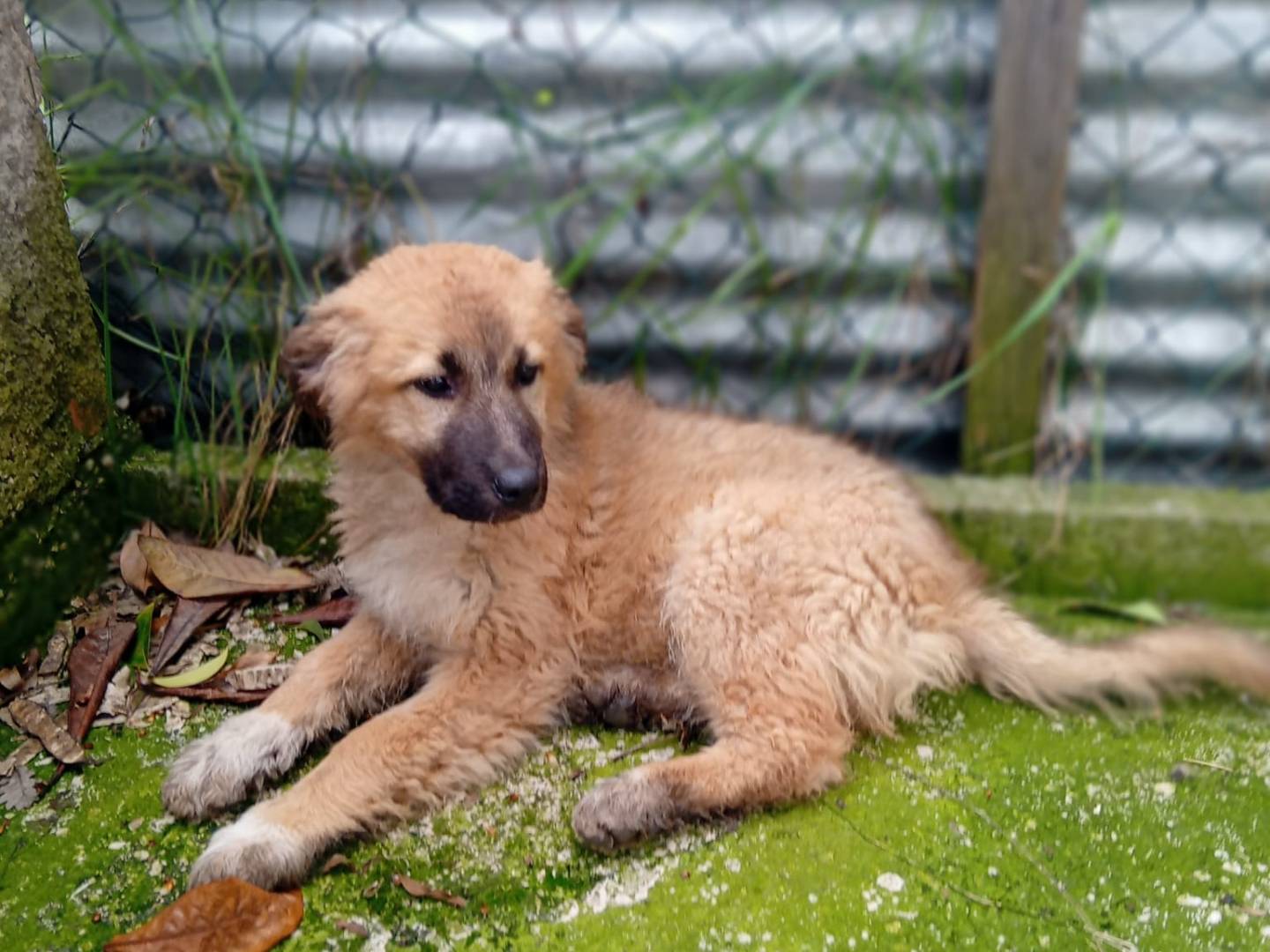 Adotta un cane, taglia media, maschio, Frosinone