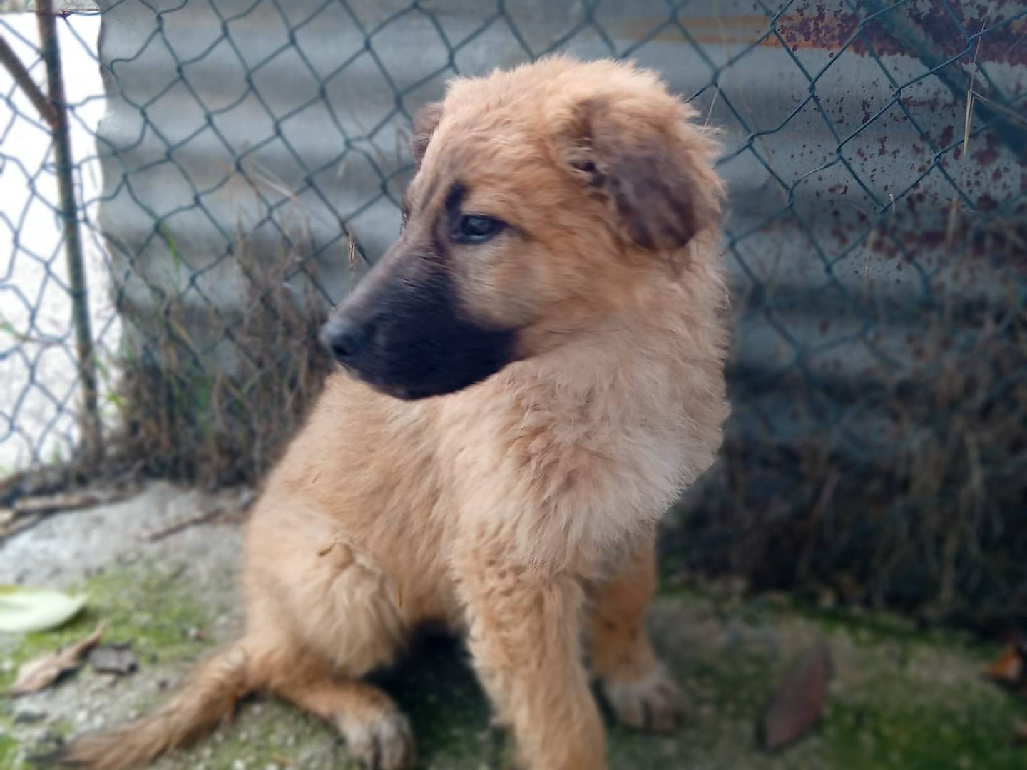 Vuoi adottare un cane a Frosinone?