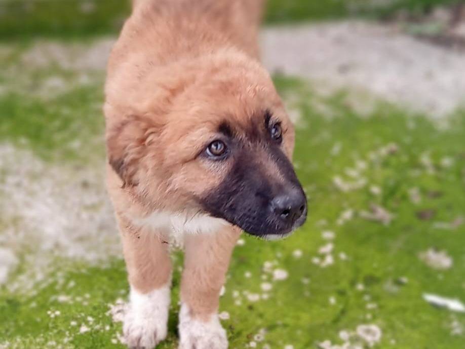 Adozione cane, femmina, Razza sconosciuta Razza sconosciuta, 3 mesi, taglia media, Frosinone