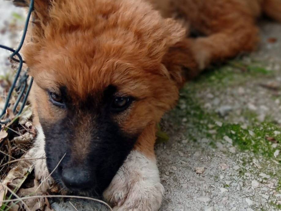 Adotta un cane, taglia media, femmina, Frosinone