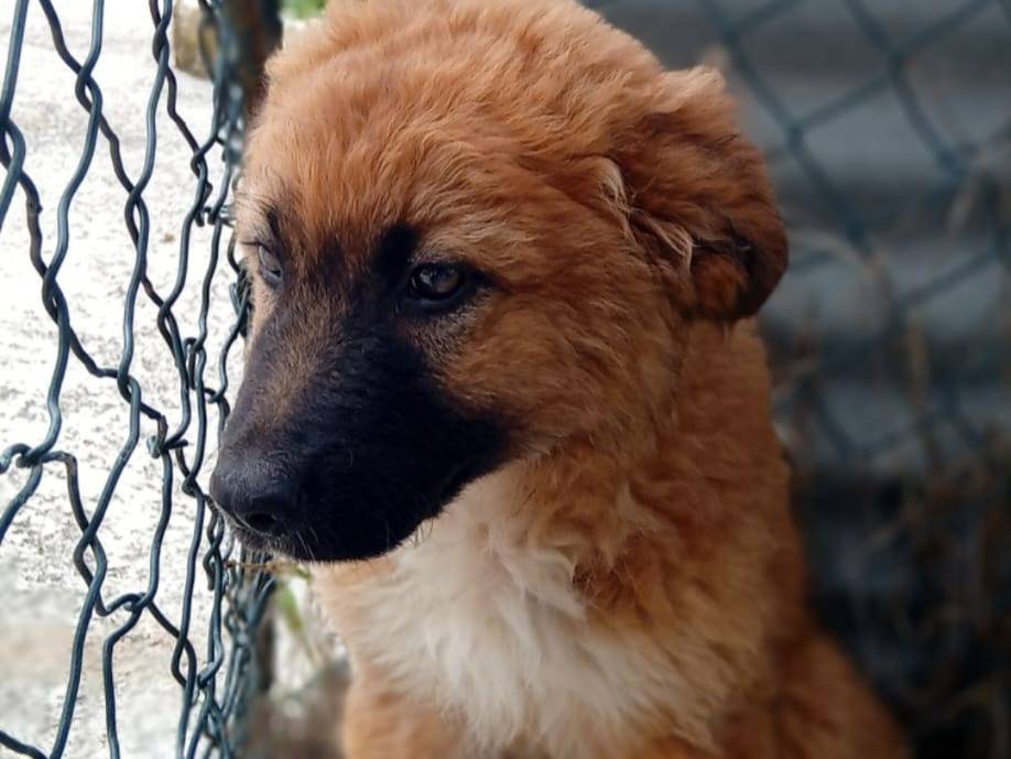 Vuoi adottare un cane a Frosinone?