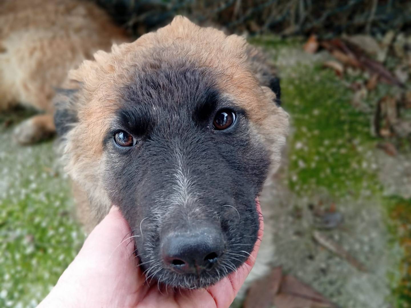Adozione cane, femmina, Razza sconosciuta Razza sconosciuta, 3 mesi, taglia media, Frosinone