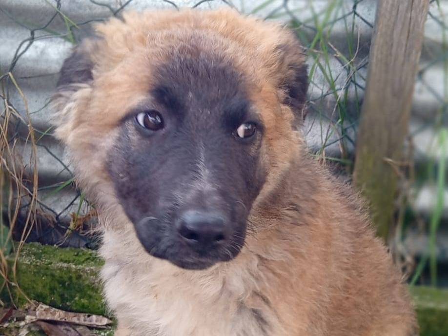 Adotta un cane, femmina, 3 mesi, Frosinone