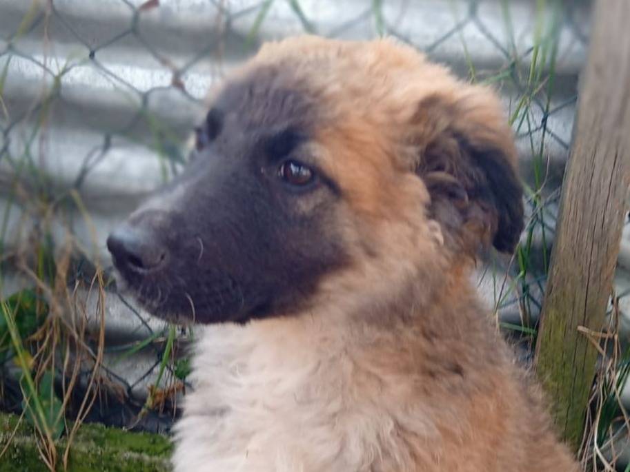 Adotta un cane, taglia media, femmina, Frosinone